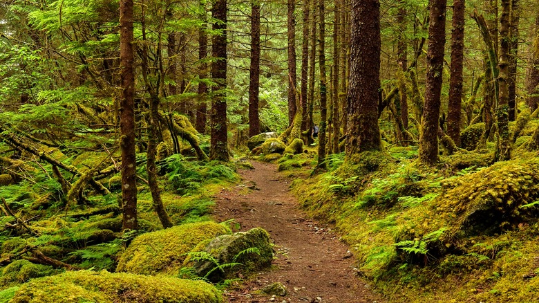 Forest in the daytime
