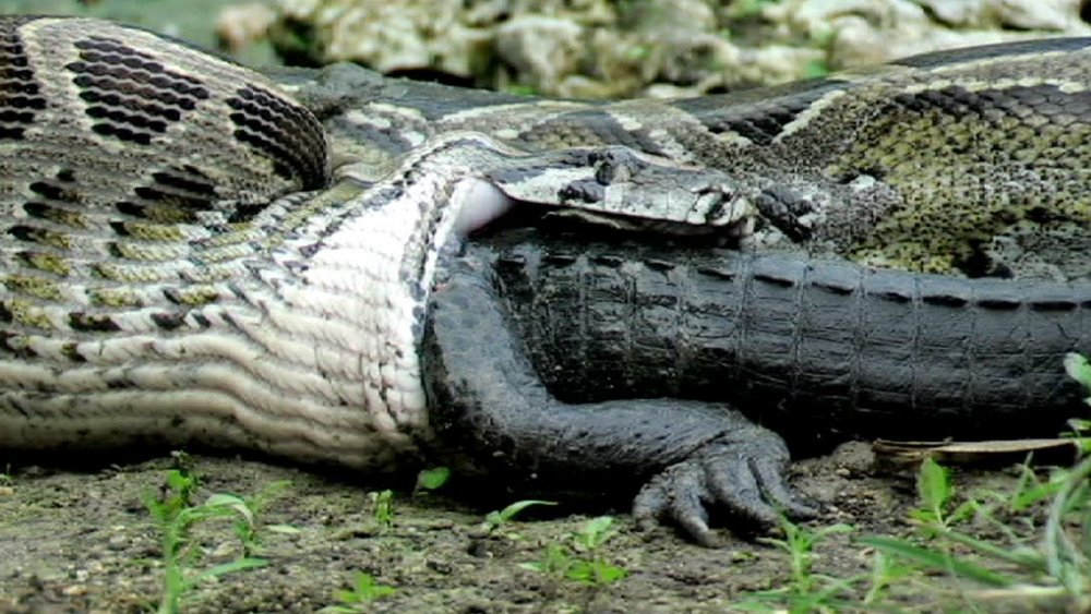 Snake eating alligator