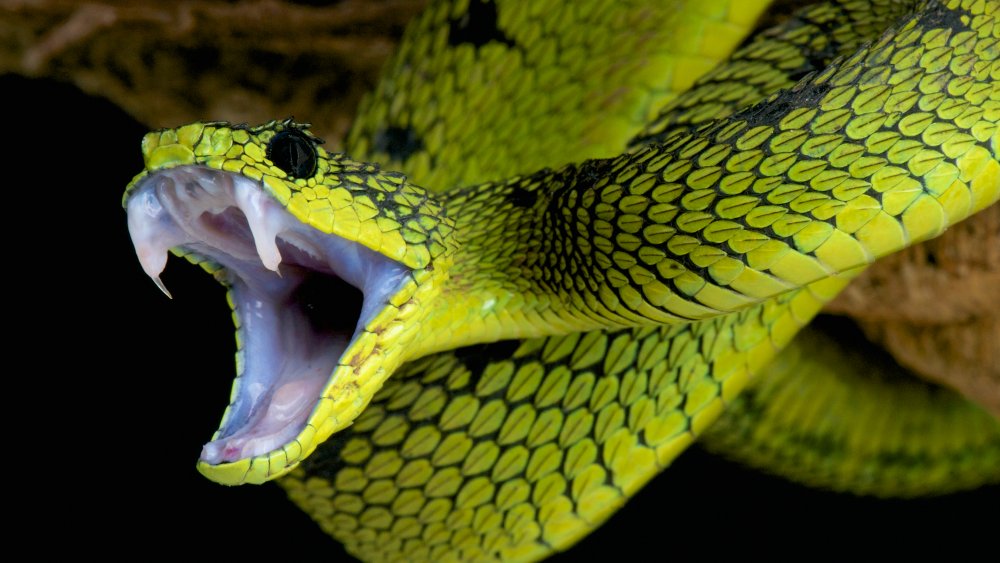What Is The Biggest Thing A Snake Can Swallow?