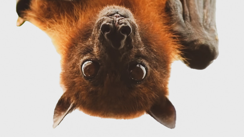 upside down bat