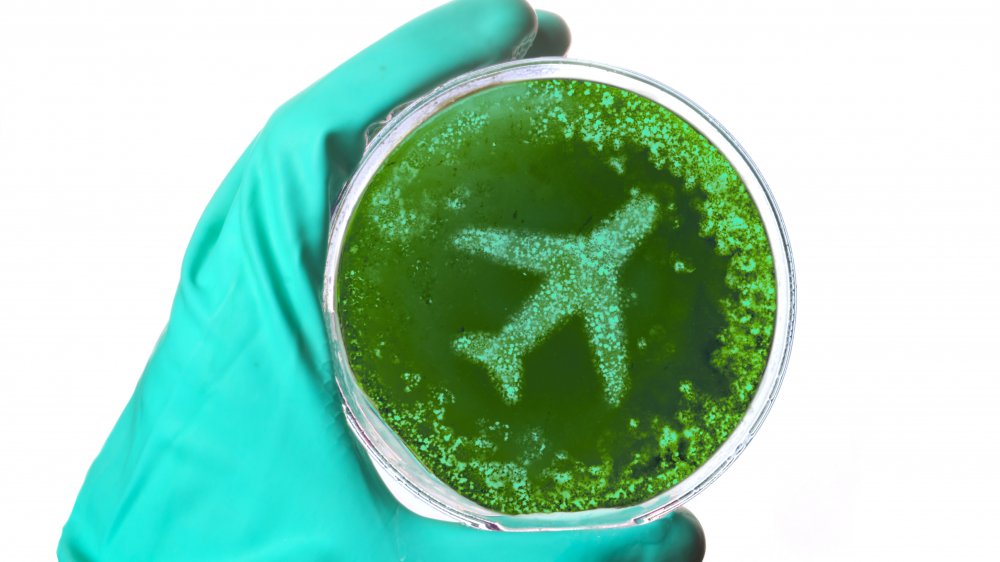 Airplane petri dish