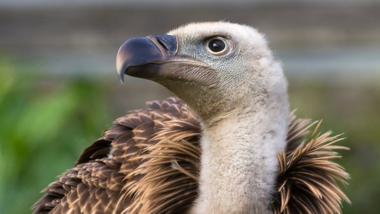 Ruppell's Griffon Vulture