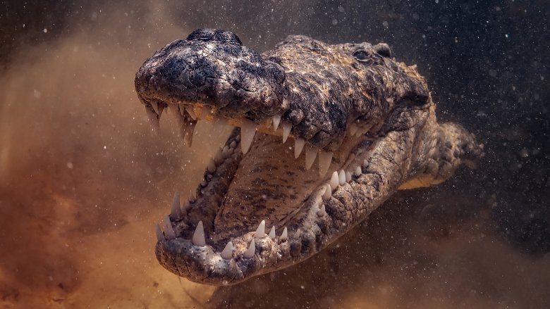 Crocodile