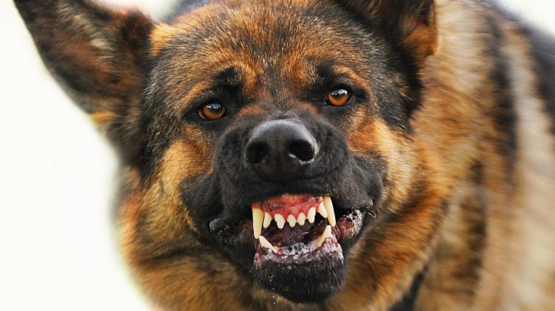 The Most Dangerous Animal In The World
