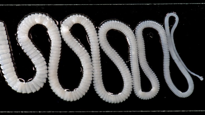 Tapeworm