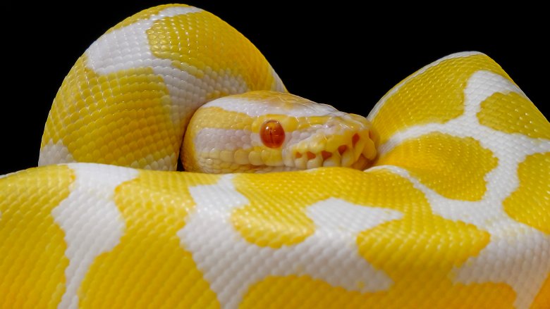 What Is The Most Expensive Snake In The World?