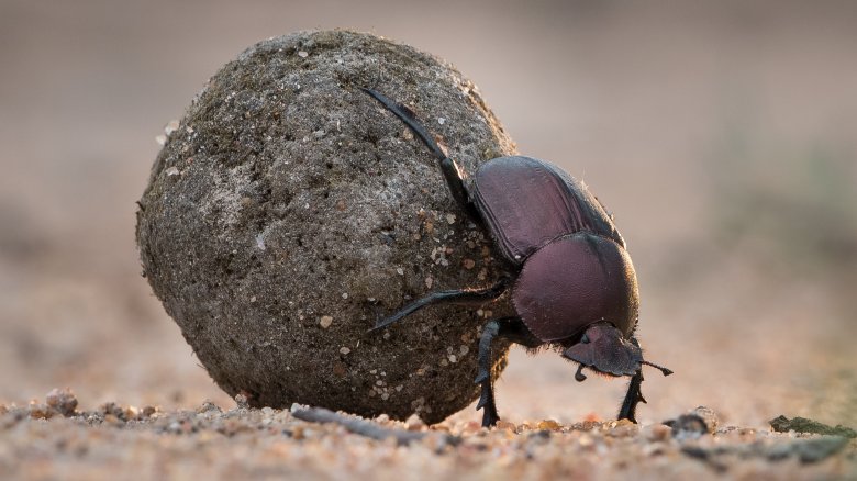 Dung beetle