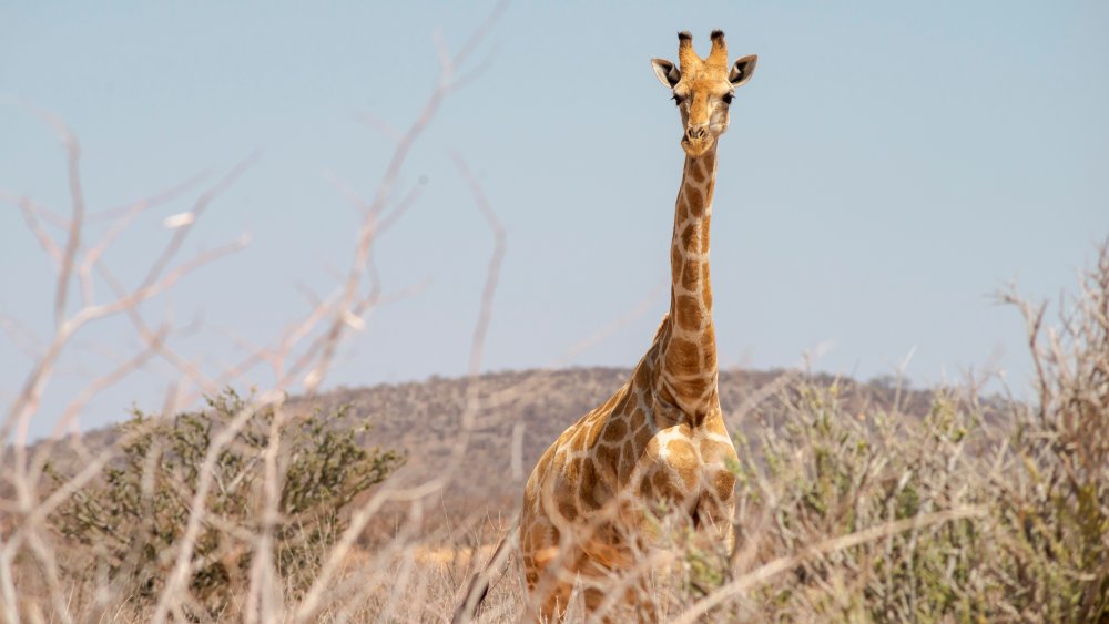 giraffe neck