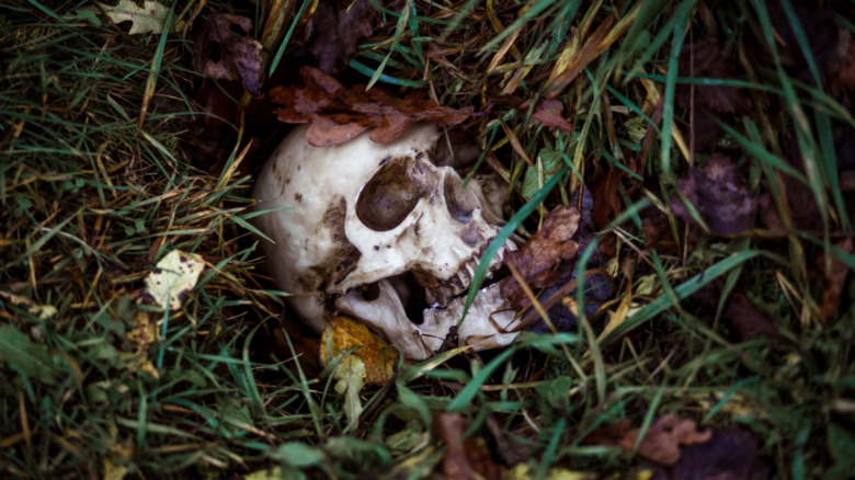 skull in dirt