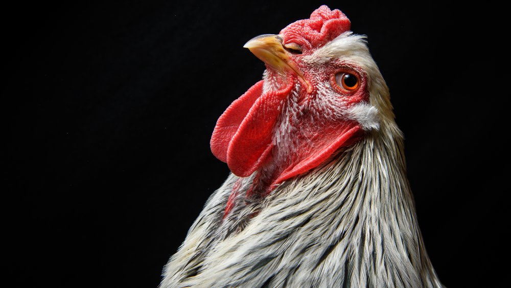 chicken