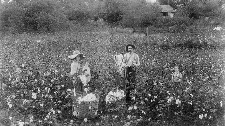 A man and three children picking cotton in a field, 1920