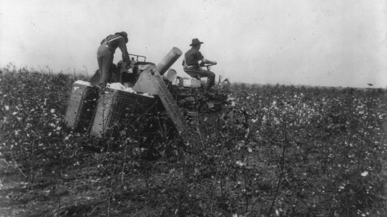Cotton picking machine in Texas, 1908