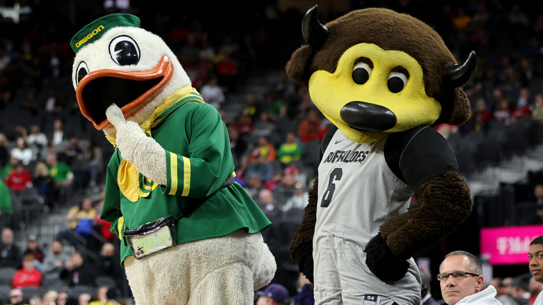 Oregon ducks with Chip the Buffalo