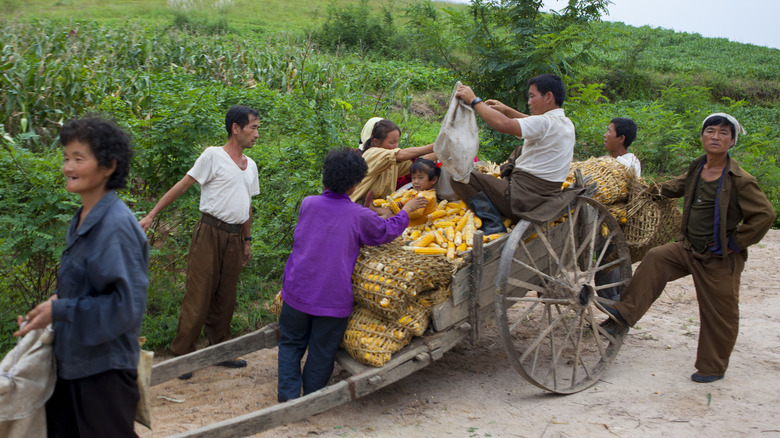 North Korean farmers collecting corn on a cart, 2012
