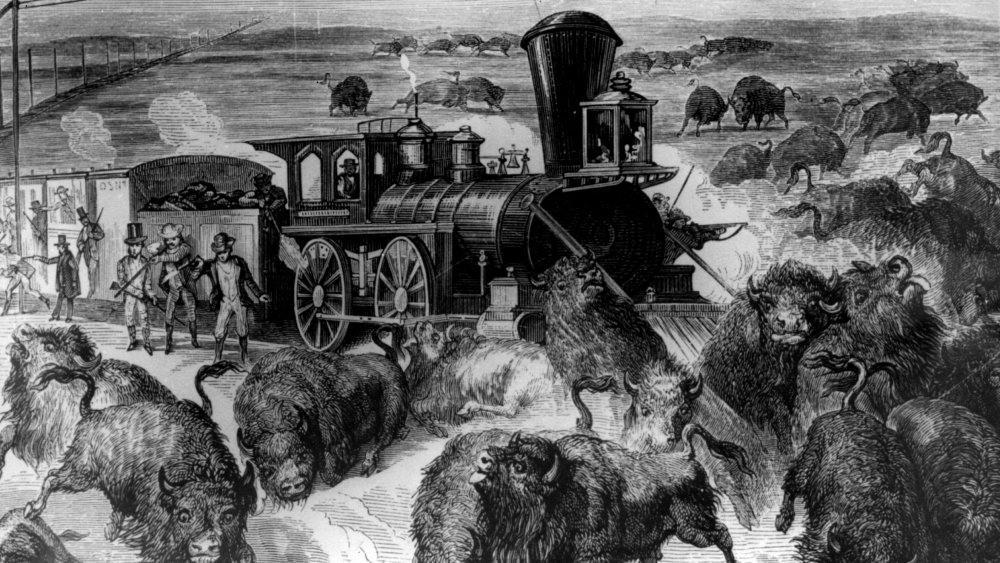 Shooting buffalo from train