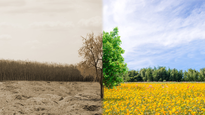 Tree in a seasonless landscape