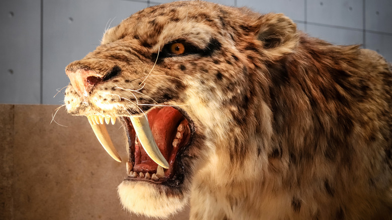 Saber-toothed tiger snarling