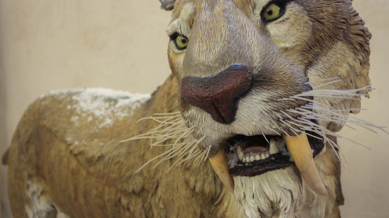 Saber-tooth tiger recreation