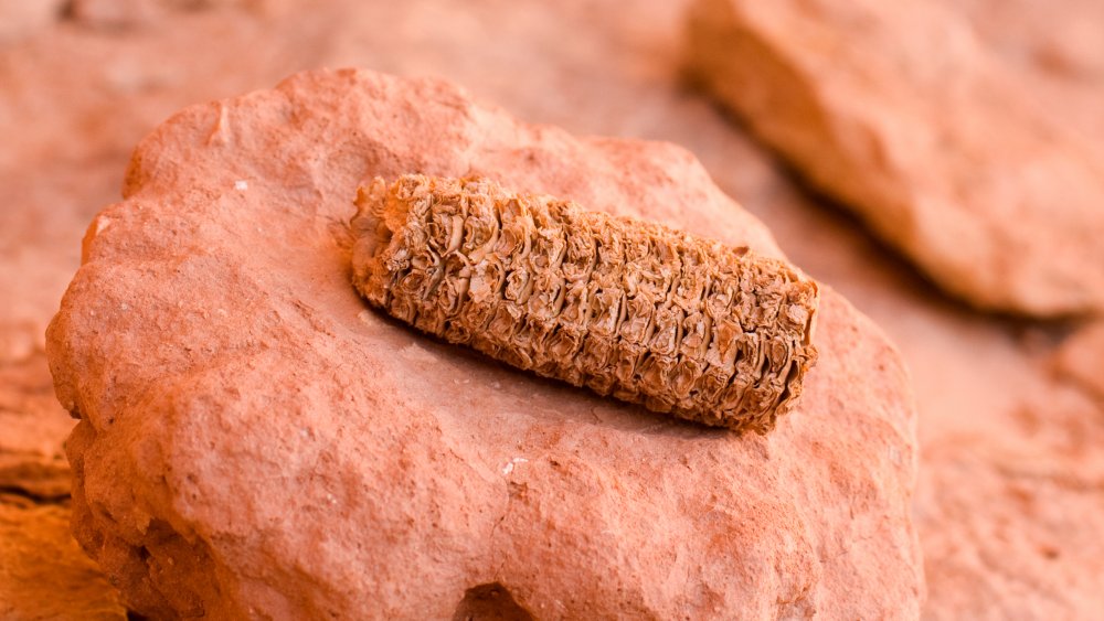 corn cob