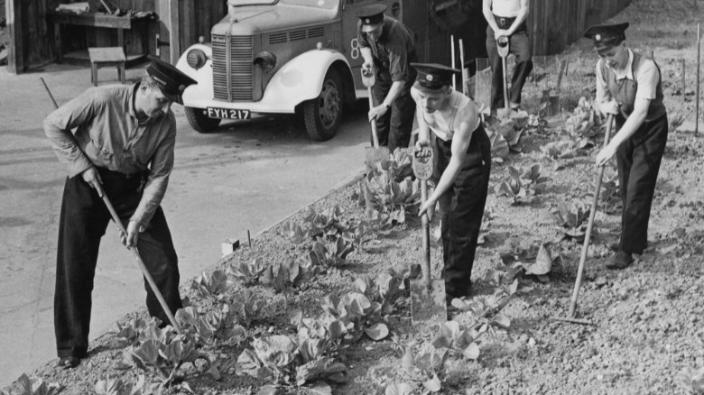 London men tend to their allotments