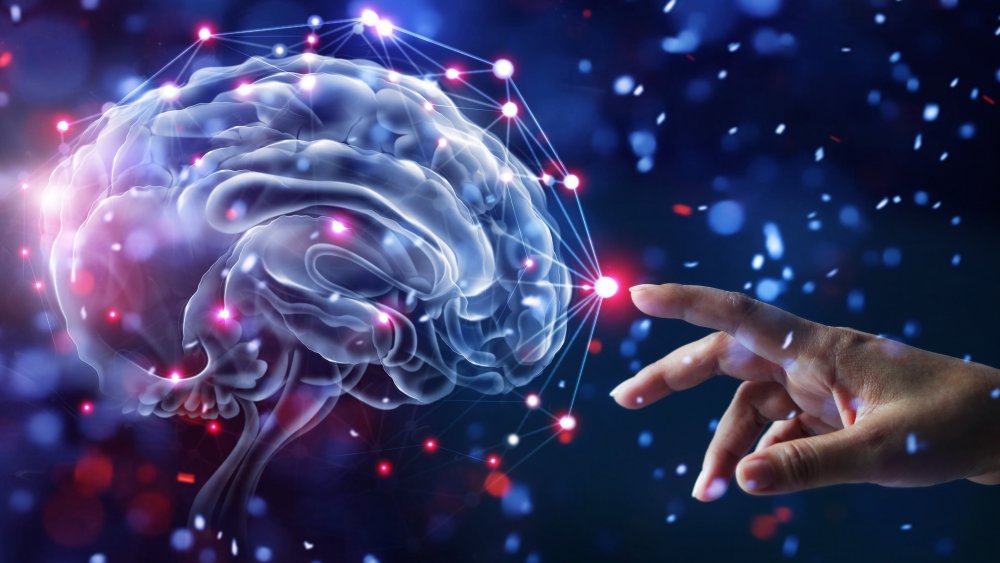 Brain
