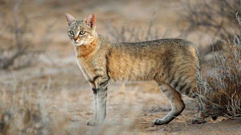 African Wildcat