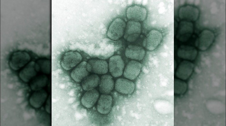 Smallpox virus