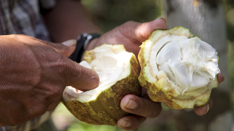 Mayan farmer and cacao