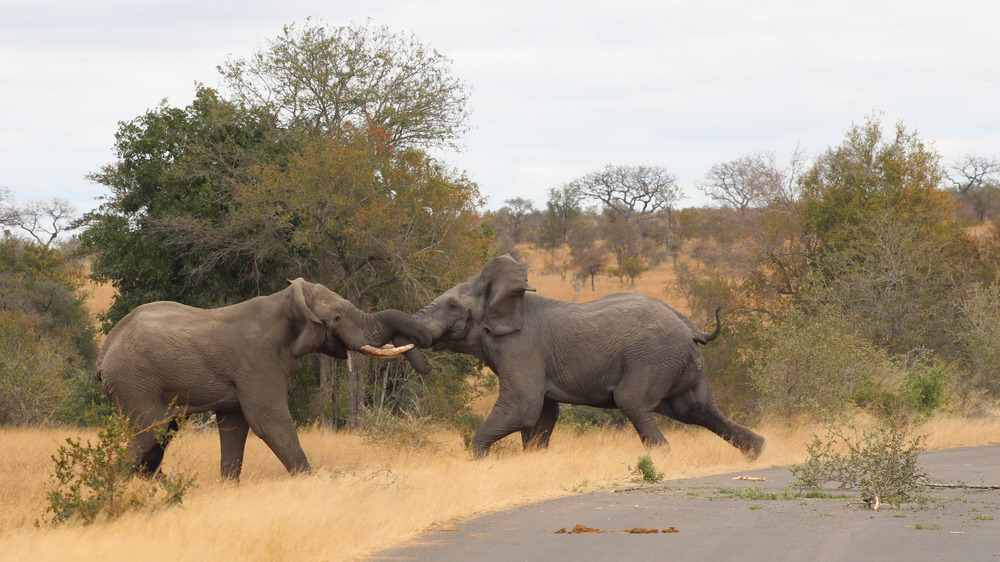 Elephants during musth
