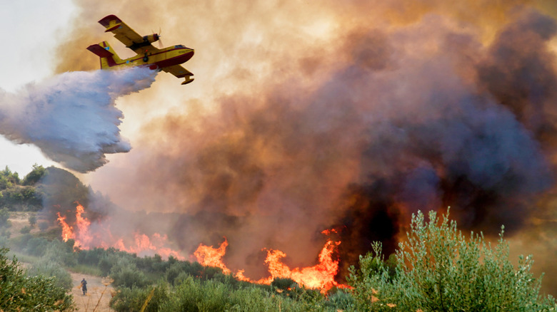 plane dropping retardant on wildfire