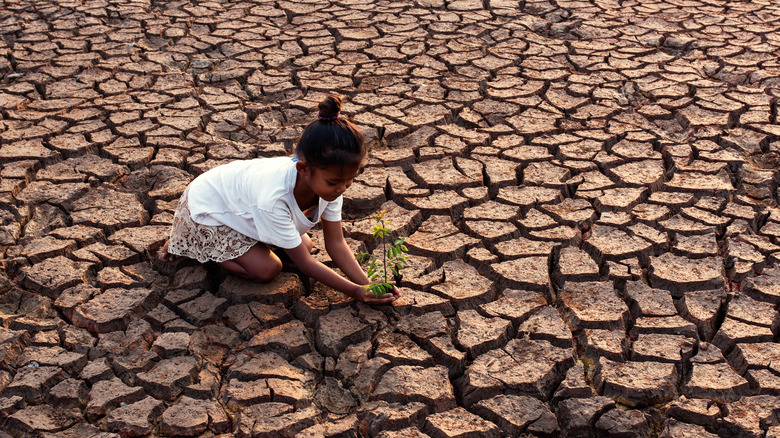 child plants tree in cracked dirt