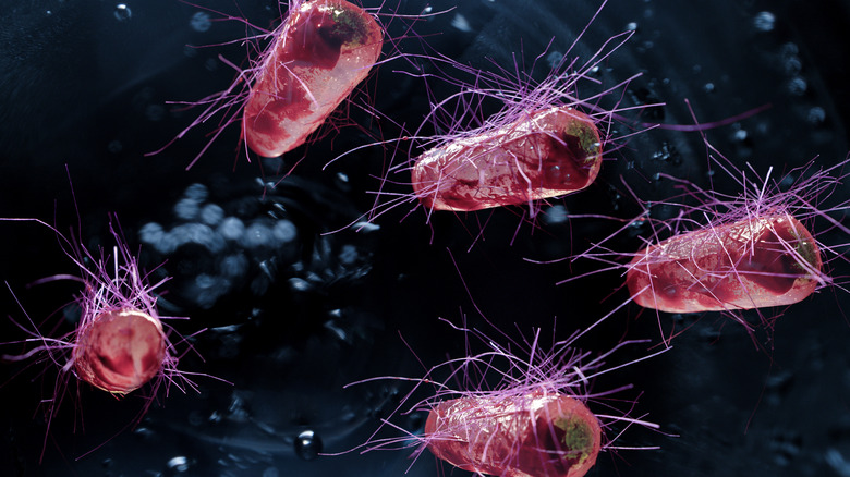 image of E coli magnified