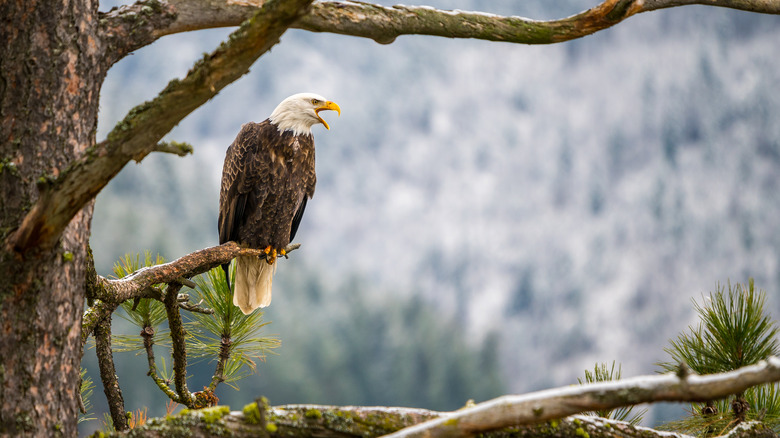 bald eagle with mouth open