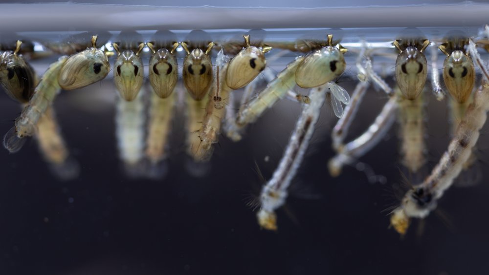 mosquito larvae