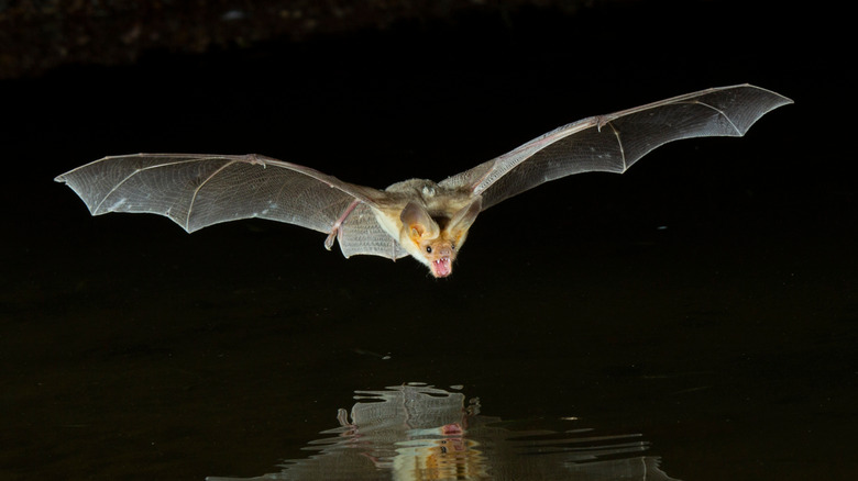 Bat flying over water
