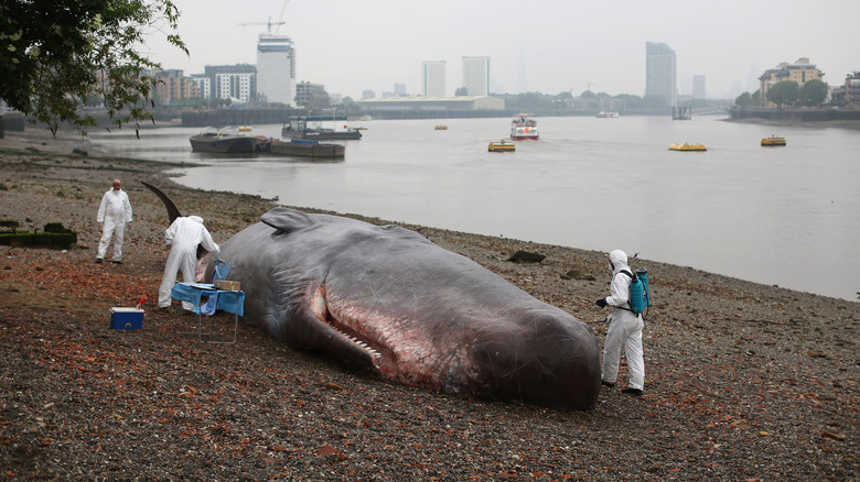 Beached whale