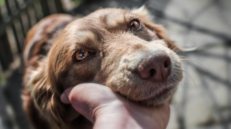 dog looking up at his person