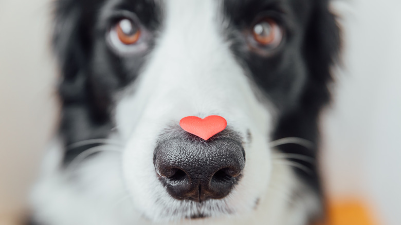border collie with heart on nose