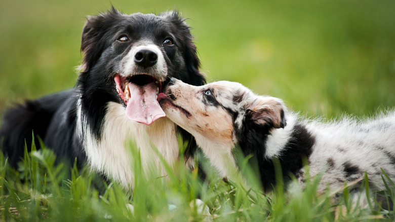 two dogs lying in the grass