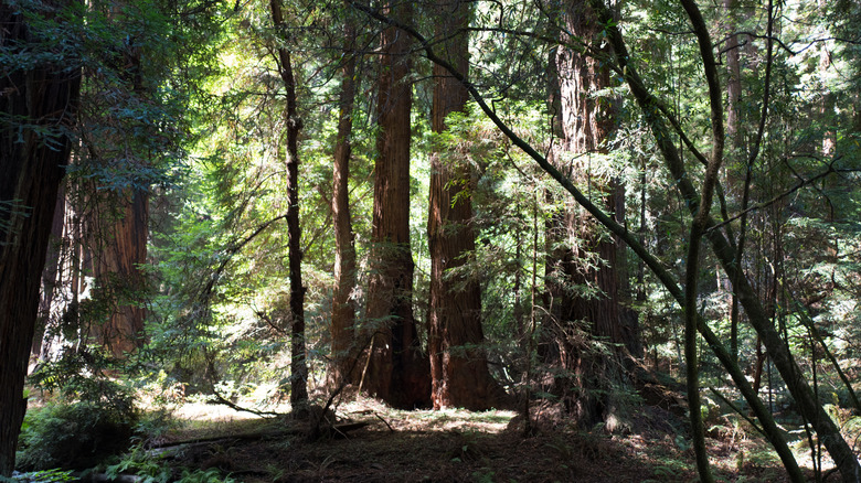 A redwood forest in Marin County, Califonia