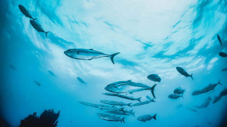 Clear water, fish