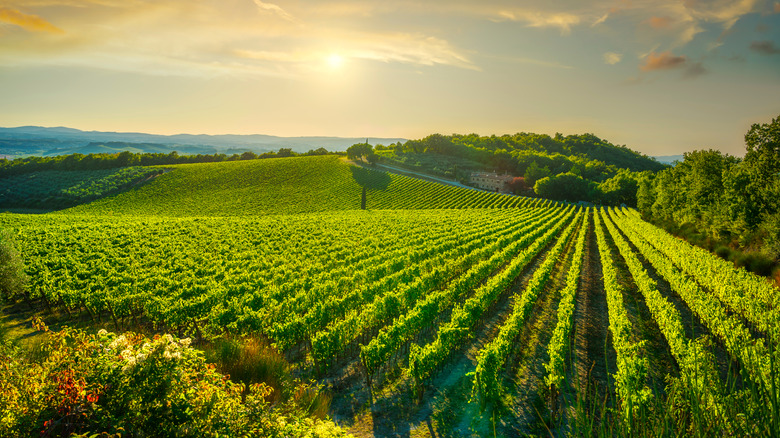 Italian vineyard 
