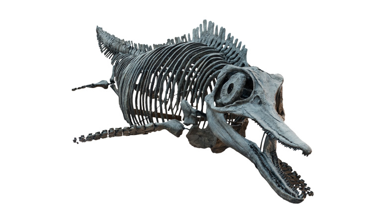 ichthyosaur skeleton