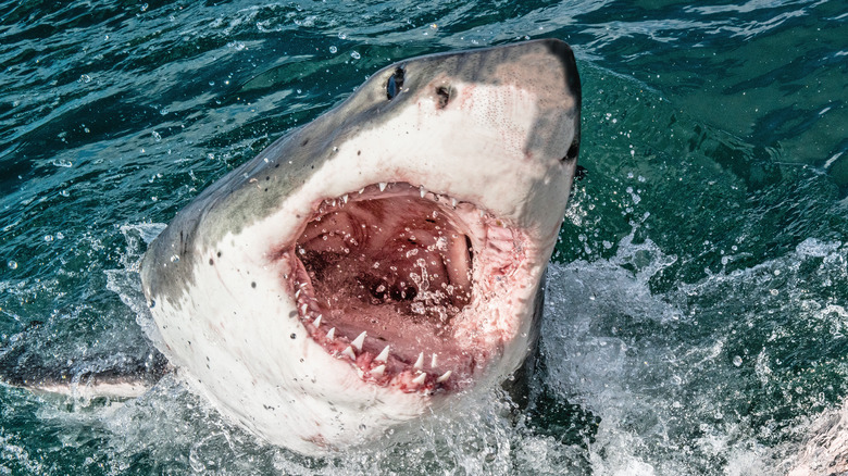 Great white shark