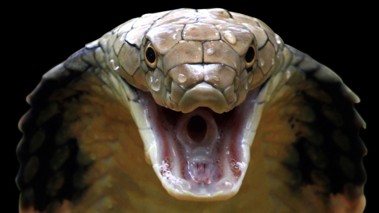 How to survive a cobra bite -- or better yet, avoid one entirely