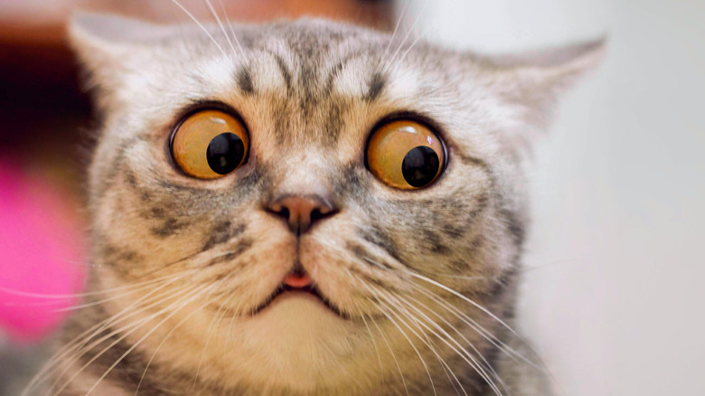 A cat with crazy eyes