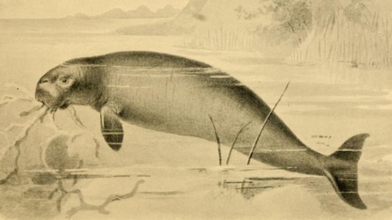 Sea cow