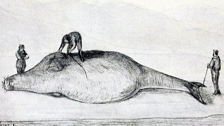 Steller measures a sea cow