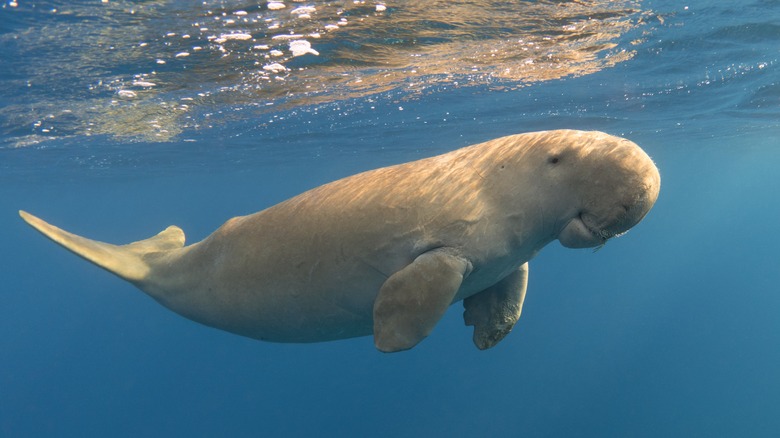 A dugong beneath the water's surface