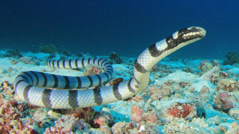 sea krait in the ocean